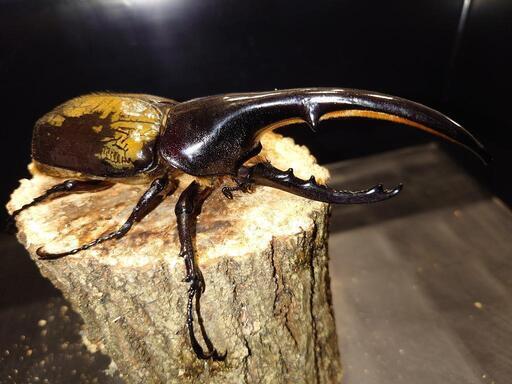 ヘラクレスオオカブト ペア