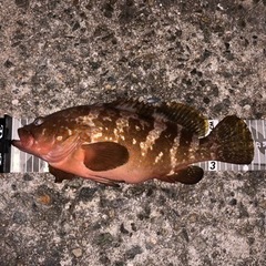 尾道、福山周辺で釣り友募集 − 広島県
