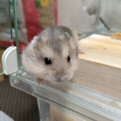 【調整中】★里親募集★ジャンガリアンハムスター