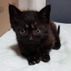 野良猫の子猫4匹です