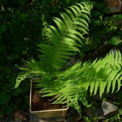観葉植物クサソテツ／コゴミです