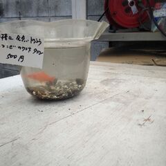 金魚鉢に錦鯉2匹＋川魚5～6匹500円品出ししました。
