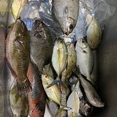  🎣魚釣りのサポートします。🎣沖縄出身・釣りインストラクター資格保有者が優しく丁寧に教えます。（初心者・未経験者・お一人様・親子連れ様、共に大歓迎）の画像