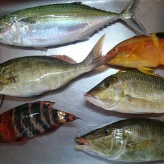  🎣魚釣りのサポートします。🎣沖縄出身・釣りインストラクター資格保有者が優しく丁寧に教えます。（初心者・未経験者・お一人様・親子連れ様、共に大歓迎）の画像