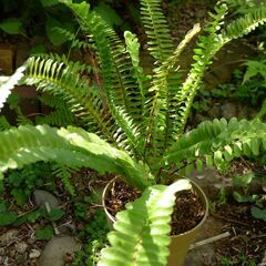 観葉植物、タマシダです