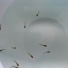 MIXグッピー　稚魚！　🤗　（決まりました！）

