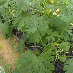 【未経験歓迎！】無農薬の畑で簡単な作業【週１～３回】の画像