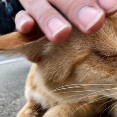 臆病・でも人好き😸撫ぜられるがままのノラ茶トラ♂数ヶ月〜１歳くらい？ - 里親募集