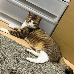 求む猫好き上級者！保護猫の里親さんを募集します