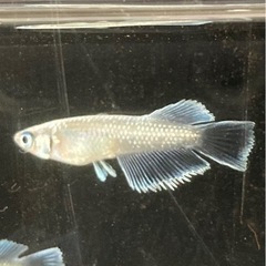 メダカ　エメキン　6匹