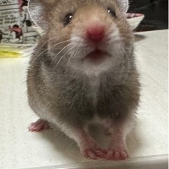 里親募集です