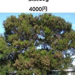 アカシアコンフサ根皮の画像