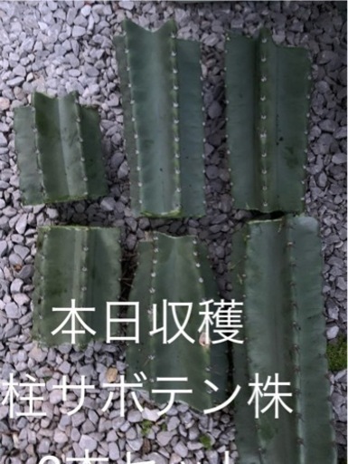 【収穫したて】【今週2,000円】「柱サボテン6株セット」