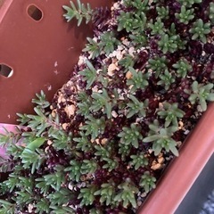 ☆多肉植物☆ポーチュラカピンキー☆子苗☆10粒☆の画像
