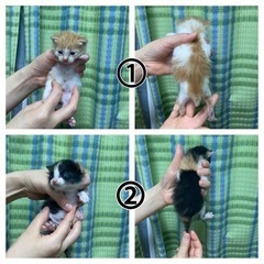 生後1ヶ月以内　可愛い子猫達(6匹) − 東京都