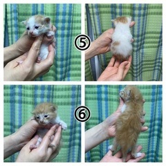 生後1ヶ月以内　可愛い子猫達(6匹) - 小金井市