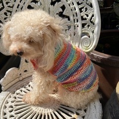 愛犬のセーターを編もう！の画像
