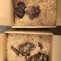 [5/3まで限定おまけつき]無農薬　里芋　種芋　202404291