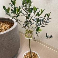 オリーブ エルグレコの画像