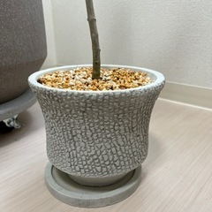 オリーブ エルグレコの画像
