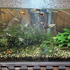 【お取引中】水槽 生体 色々セット