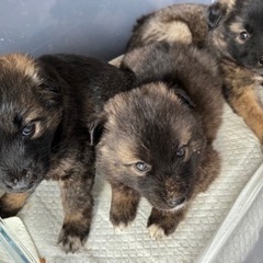 雑種　子犬