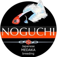 1匹300円までのメダカ種親セレクト😊