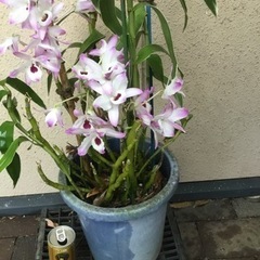 デンドロ　斑入り　②