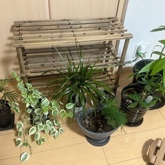 ※受付停止中　観葉植物、棚、まとめて