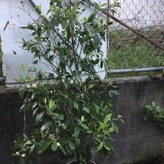 ポートワイン１５０sw