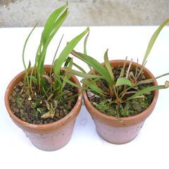 （交渉中）サラセニア２株の画像