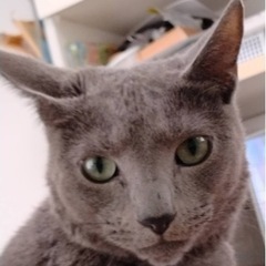 美しいロシアンブルー