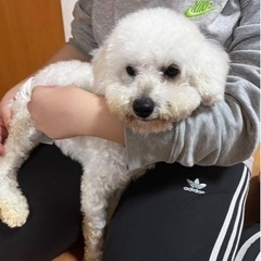 トイプードル 男の子