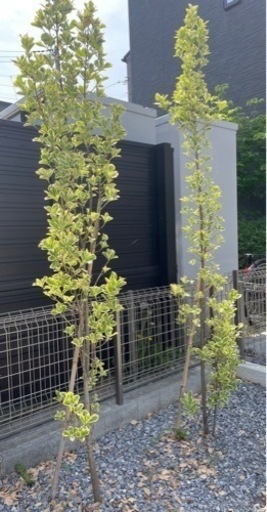 生活雑貨 家庭用品 ガーデニング