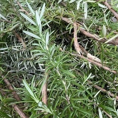 ローズマリー　剪定枝の画像