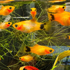 熱帯魚　ゴールデンミッキーマウスプラティ（小さめ）　1匹100円...