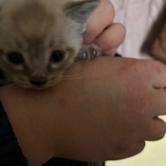 子猫 里親 募集