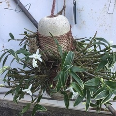 銀竜の画像