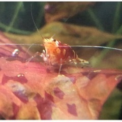 ニムファ マクラータレッド【3株限定】残り2株！早い者勝ち！の画像