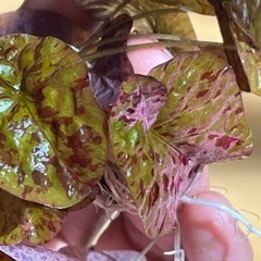 ニムファ マクラータレッド【3株限定】残り2株！早い者勝ち！の画像