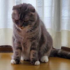 6歳 スコティッシュフォールド