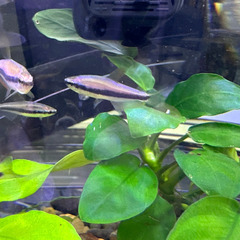 熱帯魚　インパイクティスケリー　オス2メス3　5匹セット　500円　上野/御徒町の画像