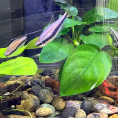 熱帯魚　インパイクティスケリー　オス2メス3　5匹セット　500円　上野/御徒町の画像