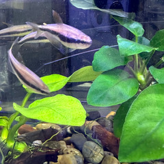 熱帯魚　インパイクティスケリー　オス2メス3　5匹セット　500円　上野/御徒町の画像