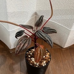 【観葉植物】ペペロミア・カペラータ・銀河