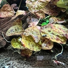 ニムファ マクラータレッド【3株限定】残り2株！早い者勝ち！の画像