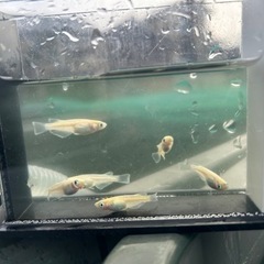 メダカ　燐光イエロー6匹の画像