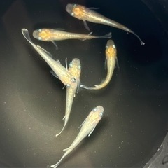 メダカ　燐光イエロー6匹の画像