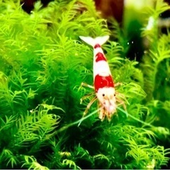 ウォーターフェザー水中葉【3つ限定】〜残り１つ！早い者勝ち！の画像