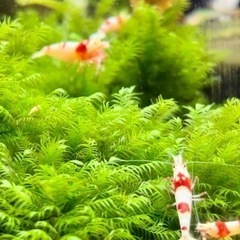 ウォーターフェザー水中葉【3つ限定】〜残り１つ！早い者勝ち！の画像